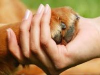 Pet Therapy για ογκολογικούς ασθενείς