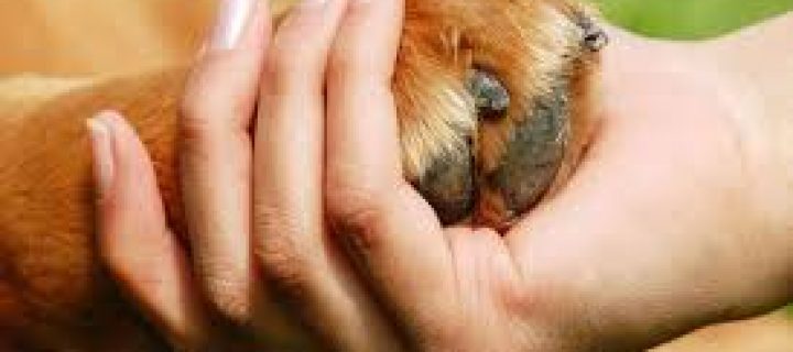 Pet Therapy για ογκολογικούς ασθενείς